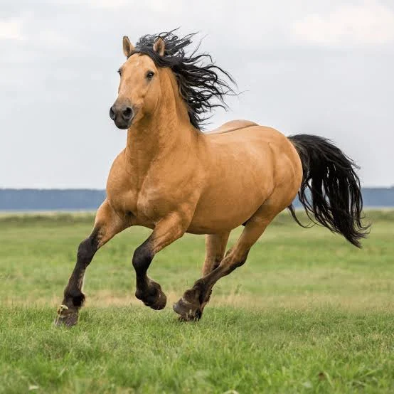 خيول